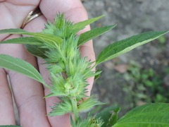 Acalypha virginica (Acalypha virginica)