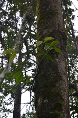 Syngonium hoffmannii