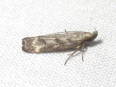 Dichomeris inversella