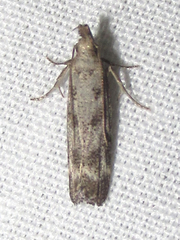 Dichomeris inversella