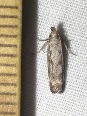 Dichomeris inversella