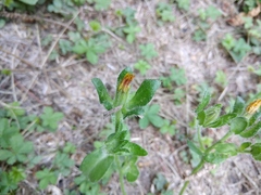 Helminthotheca echioides