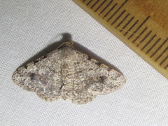 Digrammia pallidata