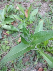 Helminthotheca echioides