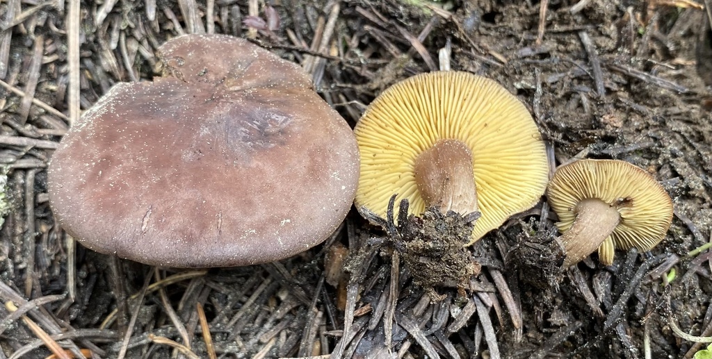 Calocybe sp. 'onychina-CA02'