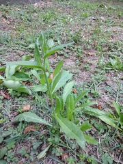 Helminthotheca echioides