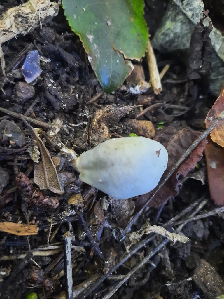 Psilocybe weraroa · May 2025 · photo: © maxxrandomnumbers (iNaturalist, cc0)