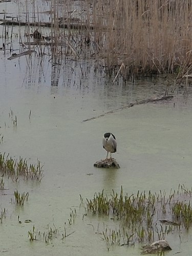 Black-crowned Night Heron photographed in Indiana