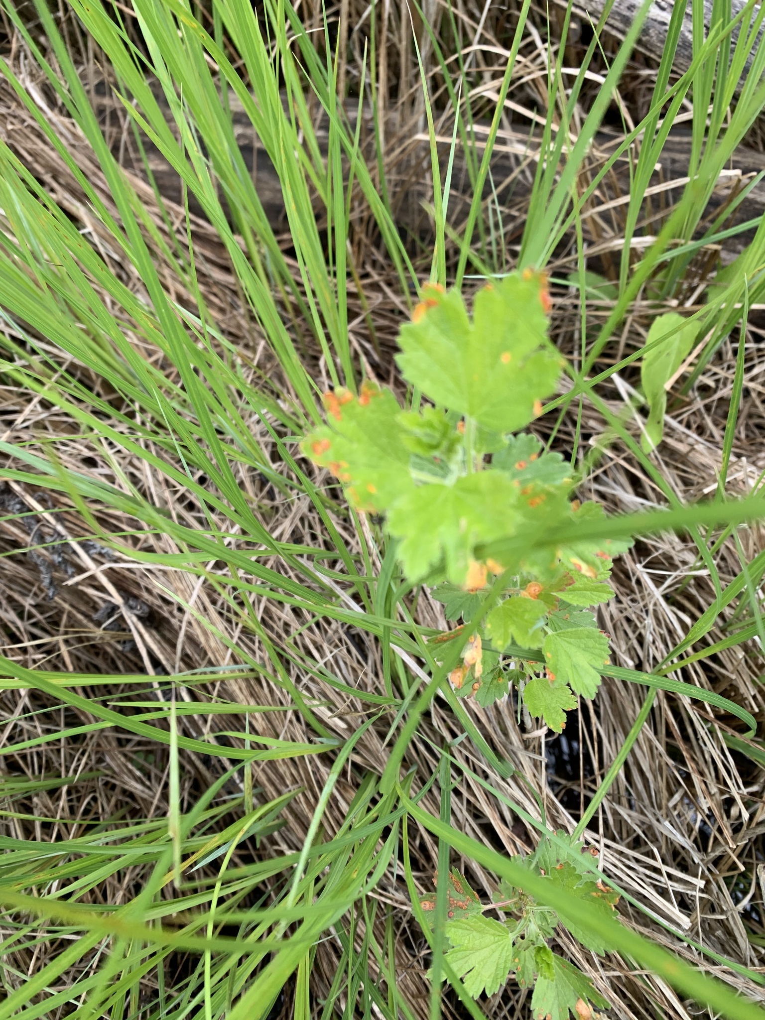 Imagem de Groselha-verde