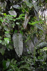 Image of Anthurium panamense