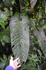 Anthurium panamense