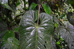Anthurium panamense