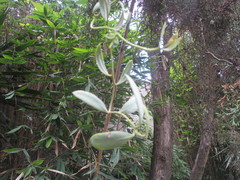 Struthanthus interruptus