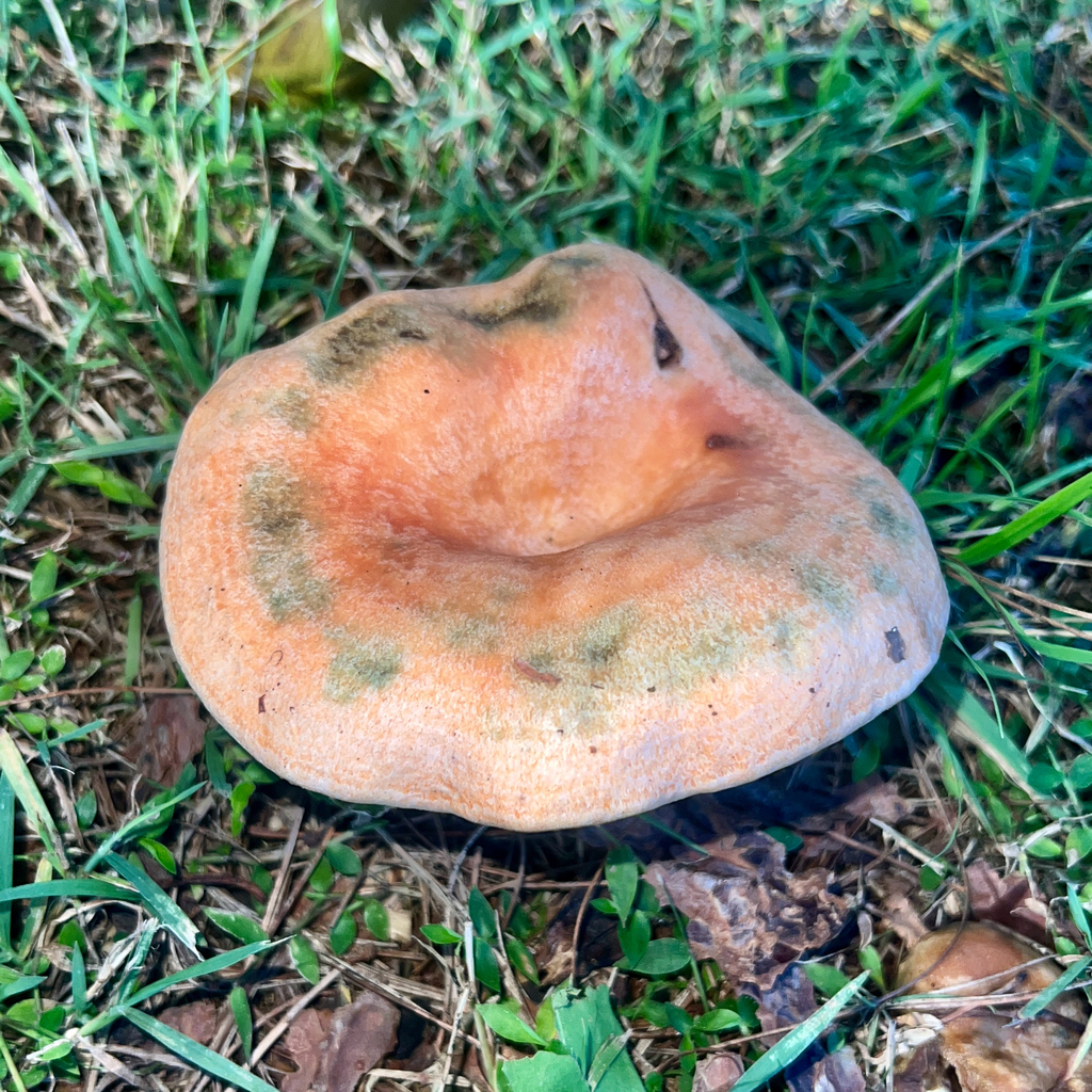 Lactarius deliciosus · May 2025 · photo: © douch (iNaturalist, cc-by-sa)