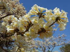 Tabebuia roseoalba