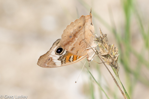 Common Buckeye, photo 7 of 10