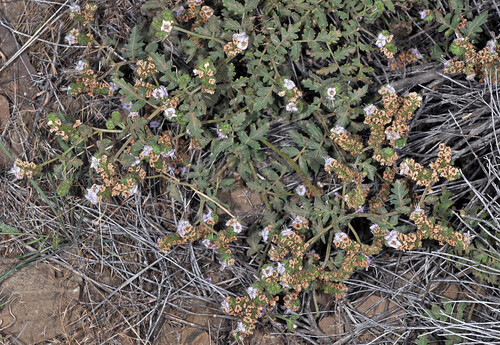 Phacelia ramosissima var. ramosissima