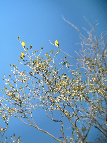 American Goldfinch