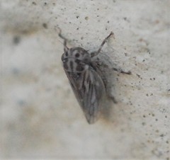 Agalliini