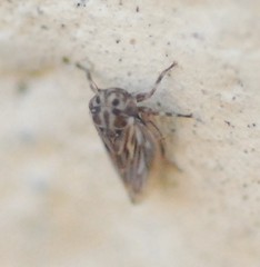 Agalliini