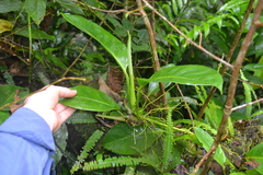 Anthurium interruptum