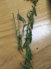 Epilobium leptophyllum