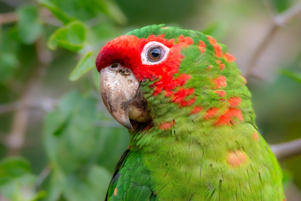 Mitred Parakeet (Psittacara mitratus) photo