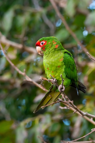 Conure mitrée