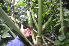 Philodendron findens