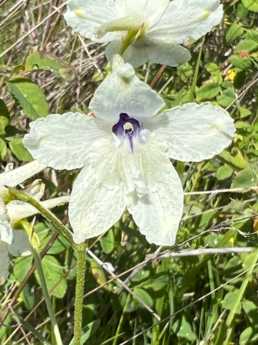 Peacock Larkspur (Delphinium pavonaceum)