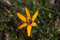 Pauridia canaliculata