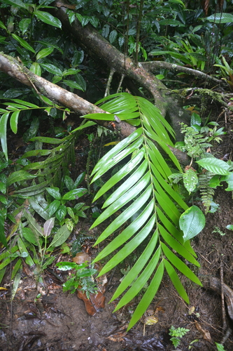 Zamia pseudoparasitica, photograph 3