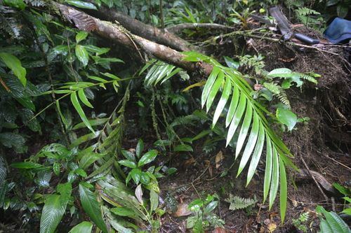 Zamia pseudoparasitica, photograph 2