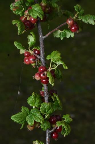 Ribes brachybotrys (Ribes brachybotrys)