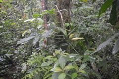 Philodendron tripartitum