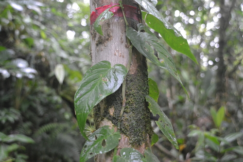 Monstera filamentosa image
