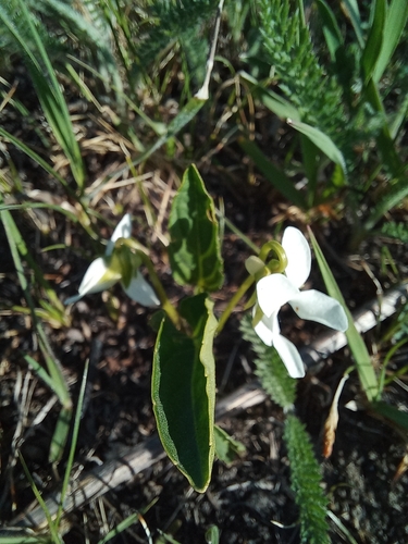 China violet (Viola patrinii)