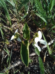 Viola patrinii, photograph Ольга Ильина, CC BY, iNaturalist via GBIF