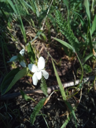 Viola patrinii, photograph 4