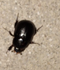 Pentodon bidens punctatus