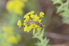 Dicranocephalus albipes