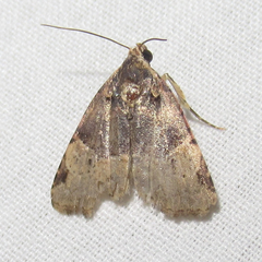 Ozarba catilina