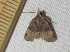 Ozarba catilina
