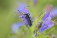 Phytoecia caerulescens