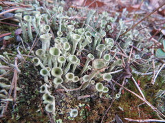 Cladonia cornuta