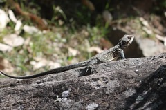 Laudakia tuberculata