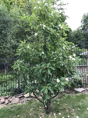 Franklinia