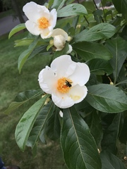 Franklinia