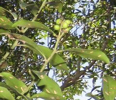 Robsonodendron eucleiforme