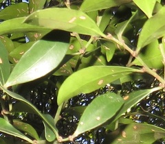 Robsonodendron eucleiforme